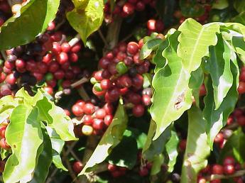 kona coffee plant